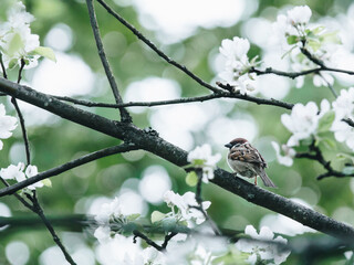 哈利波特魔法觉醒魔杖攻略大全