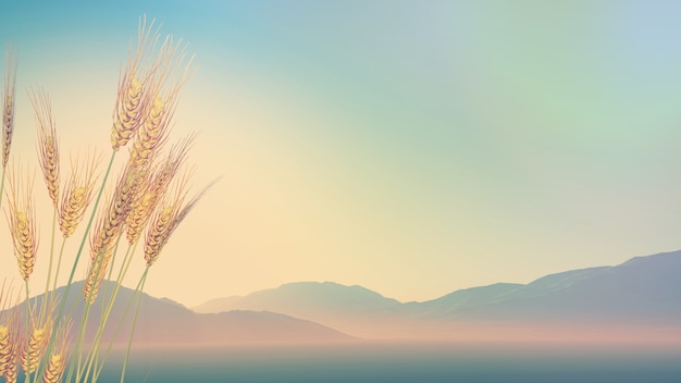 2009年的河西上海道小学和南开中营小学是如何划片的？